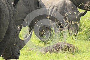 African Wildlife - rhinoceros - The Kruger National Park