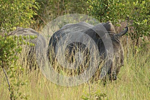 African Wildlife - rhinoceros - The Kruger National Park