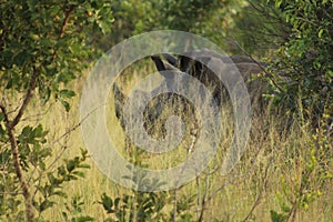 African Wildlife - rhinoceros - The Kruger National Park