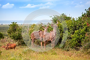 African wildlife on the savana of south africa