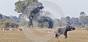 African wildlife on Savannah