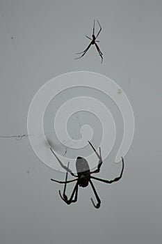 African Wildlife - Spider - The Kruger National Park