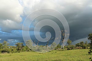 African Wildlife - Storm - The Kruger National Park