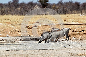 African Wildlife Warthog