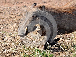 African Wildlife: Warthog