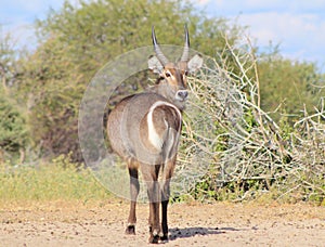 African Wildlife - Waterbuck - Stare Back