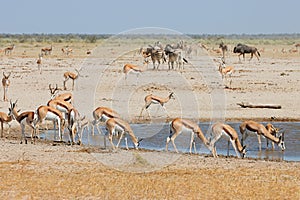 African wildlife at a waterhole - Etosha National Park