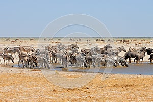 Zebras, wildebeest and springbok at a waterhole, Etosha National Park, Namibia