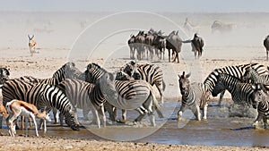 African wildlife at a waterhole, Etosha National Park, Namibia