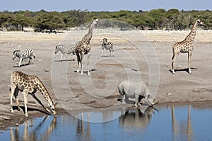 African wildlife at a waterhole in Namibia