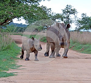 African Wildlife: White Rhinoceros