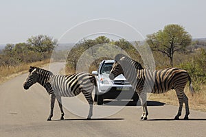 African Wildlife - Zebra - The Kruger National Park