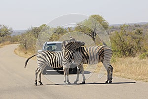 African Wildlife - Zebra - The Kruger National Park