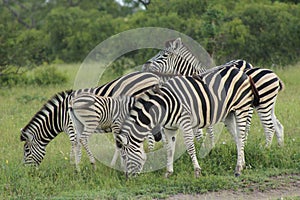 African Wildlife - Zebra - The Kruger National Park