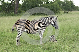 African Wildlife - Zebra - The Kruger National Park