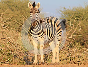 African Wildlife - Zebra, Stallion Pride 2