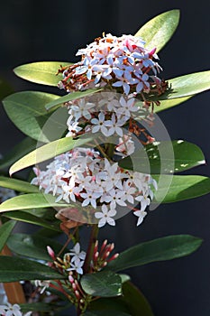 African wintersweet, or Acokanthera oblongifolia flowers in a garden