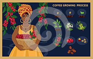 African woman with a basket harvests arabica coffee berries.