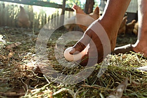 African woman hand collecting eggs in a hen house