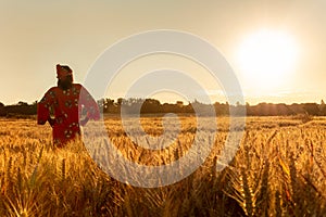African woman in traditional clothes walking in a field of crops at sunset or sunrise