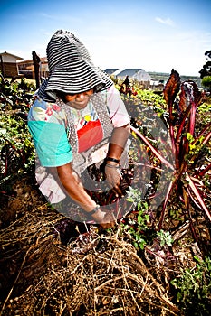 African woman works in her garden