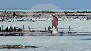 African women farming seaweed