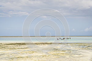 African women fishing net at low tide