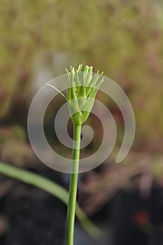 African wonder flower