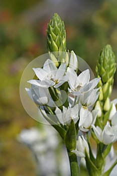 African wonder flower