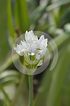 African wonder flower