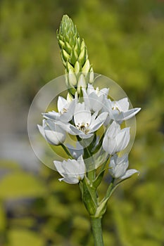 African wonder flower