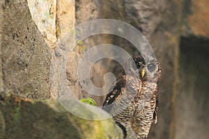 African wood owl