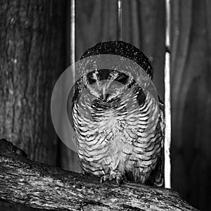 An African Wood Owl perched on a tree branch