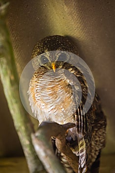 An African Wood Owl perched on a tree branch in an aviary