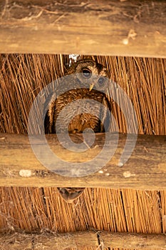 African wood owl in rafters looking down
