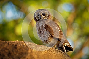 African Wood-Owl - Strix woodfordii typical brown owl from the genus Strix in the family Strigidae which is widespread in sub-