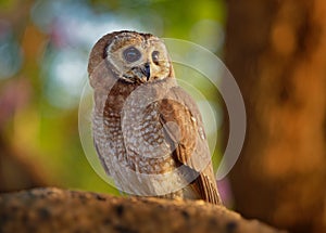 African Wood-Owl - Strix woodfordii typical brown owl from the genus Strix in the family Strigidae which is widespread in sub-