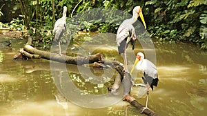 African Wood Storks