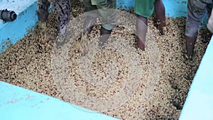 African workers are washing fresh coffee beans at station