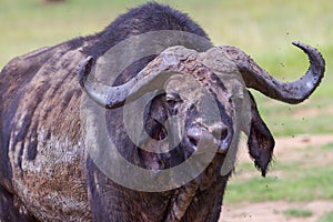 African (Cape) Buffalo Disfigured