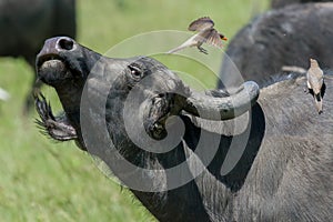 African (Cape) Buffalo Tossing Oxpecker In Air photo