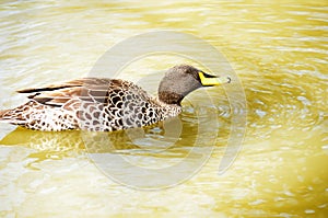 African Yellow-billed Duck (Anas u. undulata)