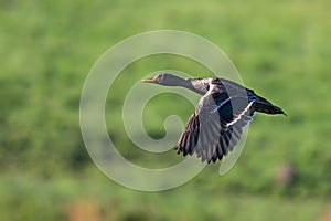 African Yellow Billed Duck in flight over green wetland to find a new pond