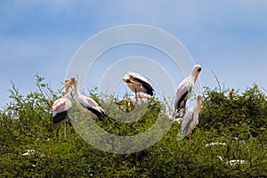 African Yellow billed stork Wood stork, Wood ibis preening on tree branch up high in Tanzania, Africa