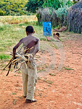 African young carry wood