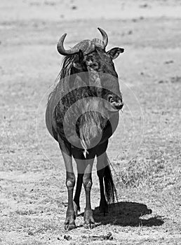 African young wildebeest