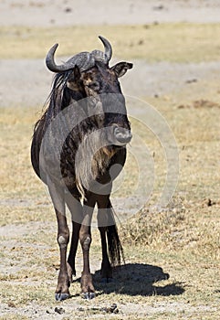 African young wildebeest