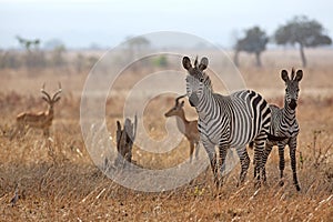 African Zebra