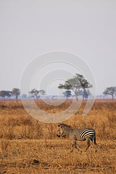 African Zebra