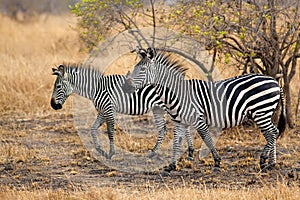 African Zebra